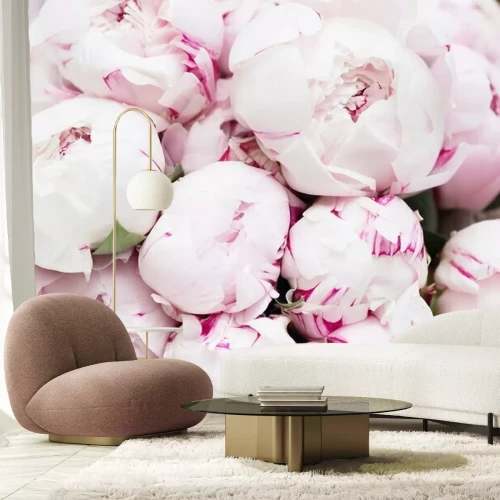 Fototapete Rosa Pfingstrosenknospen