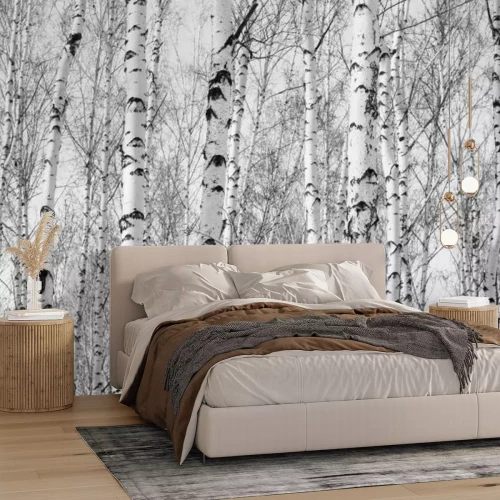Fototapete Schwarz-weißer Birkenwald