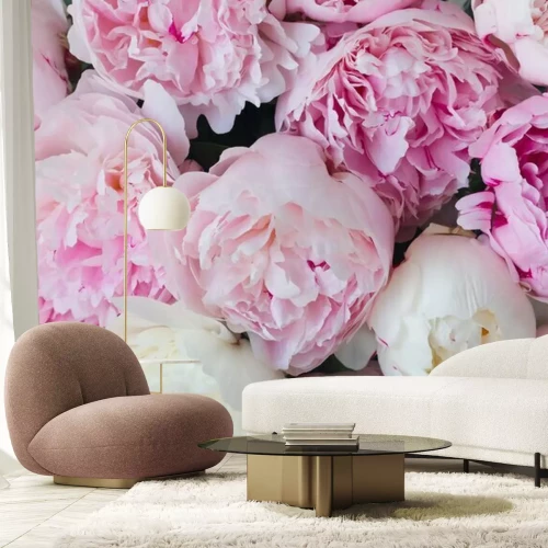 Fototapete Weiße und rosa Pfingstrosenköpfe