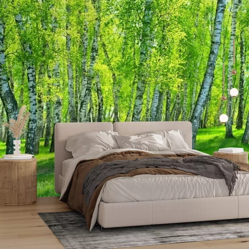 Fototapete Birken am sonnigen Tag