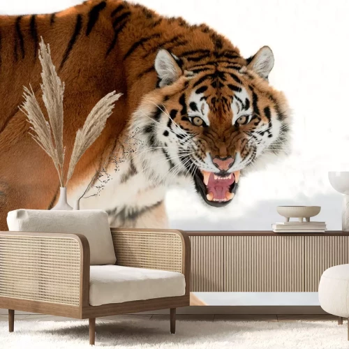 Sticker Wildtiere Tiger mit entblößten Stoßzähnen