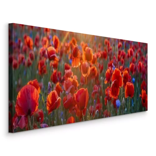 Bild Mohnwiese im Licht der untergehenden Sonne, Mohn und Kornblume