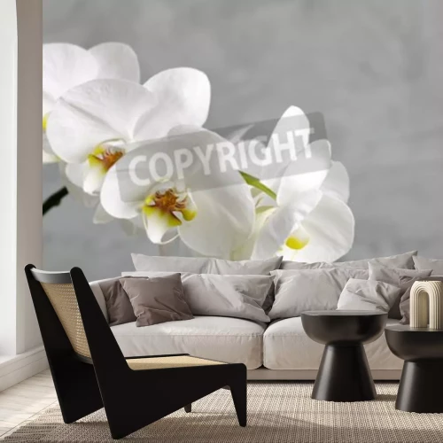 Fototapete Niedliche weiße Blume