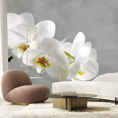 Fototapete Niedliche weiße Blume