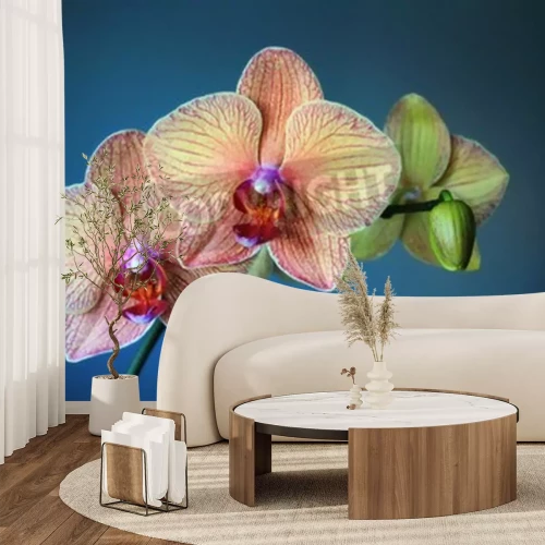 Fototapete Blume vor blauem Hintergrund