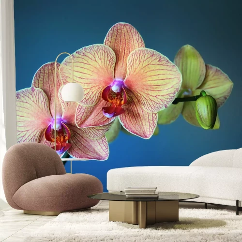 Fototapete Blume vor blauem Hintergrund