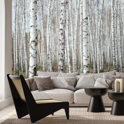Fototapete Birkenwald