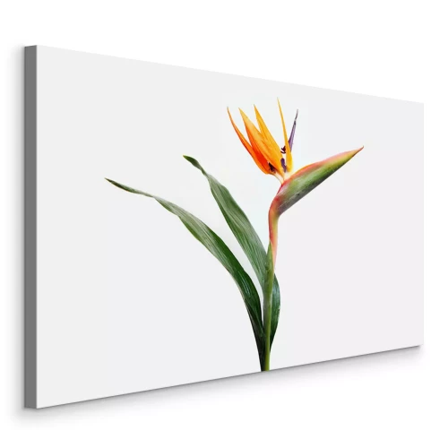 Bild Strelitzia Blume mit grünen Blättern