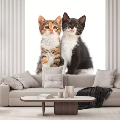 Sticker Haustiere zwei verschiedenfarbige Katzen