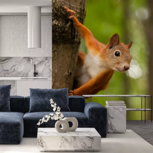 Fototapete Rotes Eichhörnchen auf Baum