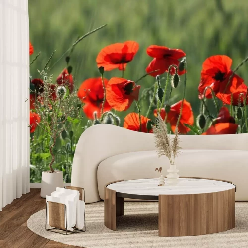 Fototapete Mohnblumen in der Sonne auf einer Wiese