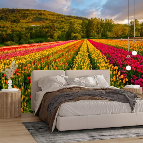 Fototapete Feld der bunten Tulpen