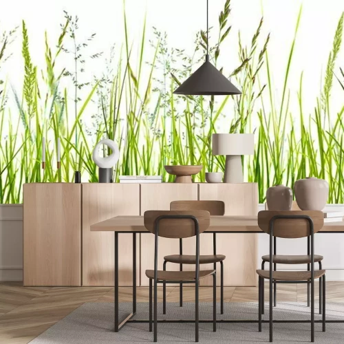 Fototapete Gräser, grashalme, wiese vor weißem hintergrund