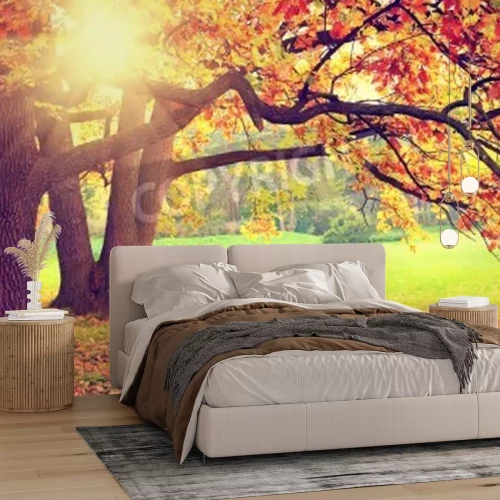 Fototapete Sonnenaufgang im Herbstwald