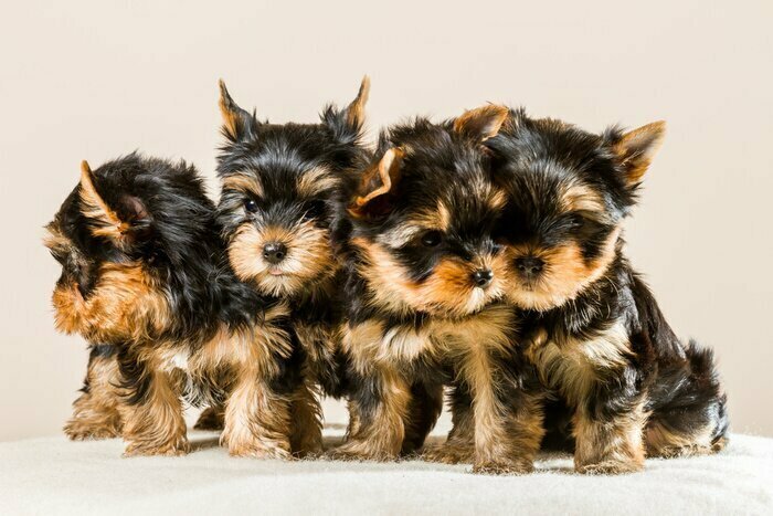 Fototapete Vier Yorkshire-Terrier-Welpen