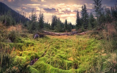 Fototapete Grüne Landschaft im Sommer