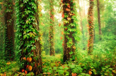 Fototapete Mit Pflanzen bewachsene Bäume