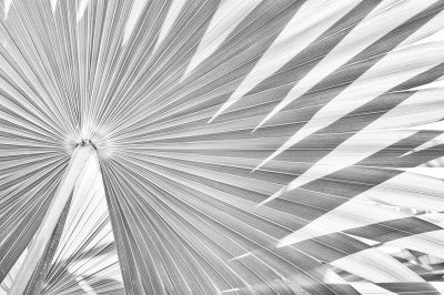 Fototapete Einfarbiges Muster mit Natur