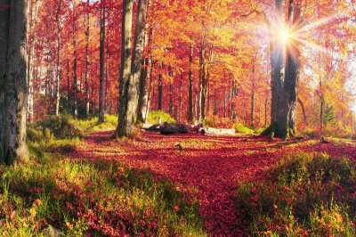 Fototapete Herbstlandschaft Wald am Morgen mit bunten Blättern