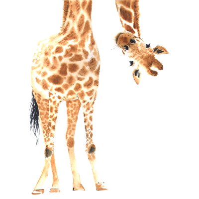 Sticker Eine Grafik einer Giraffe auf weißem Hintergrund im Aquarellstil
