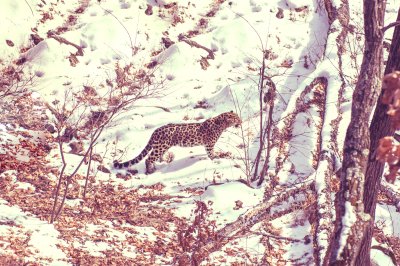 Bild Wildtiere im Schnee