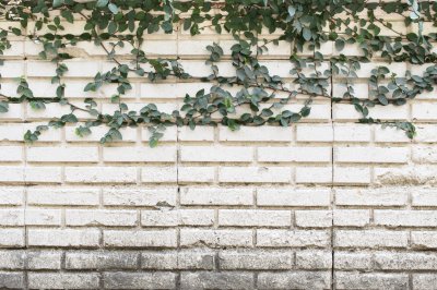 Fototapete Mauer mit Efeu weiße Ziegel