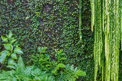 Fototapete Mauer mit Efeu im Park
