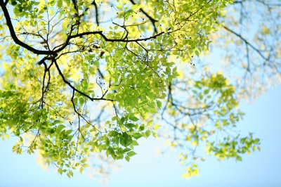 Poster Natur Wald auf dem Hintergrund des blauen Himmels