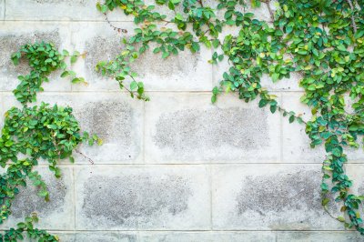 Fototapete Mauer mit Efeu im Garten