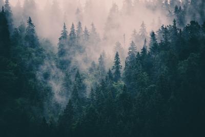 Fototapete Bergnadelwald