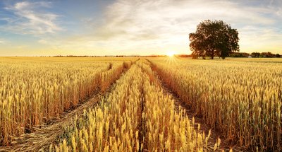 Fototapete Weizenfeld bei Sonnenuntergang