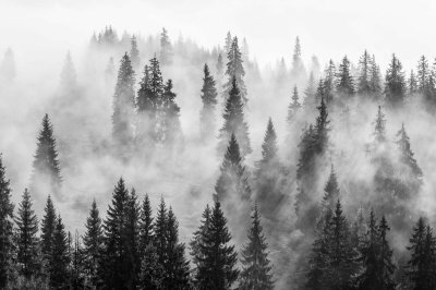 Fototapete Wald im Nebel, schwarz-weiß Landschaft