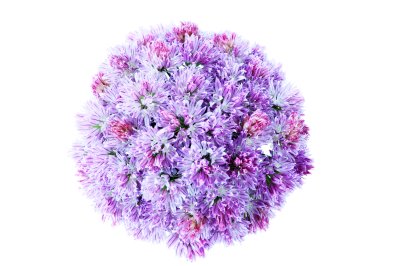 Sticker Große Blume in Nahaufnahme