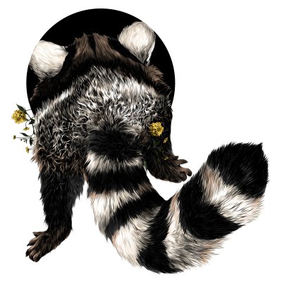 Sticker Tiere Schwanz eines Waschbären rückwärts gedreht