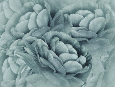 Fototapete Nahaufnahme einer türkisfarbenen Blume