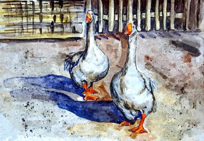 Bild Gänse Aquarell