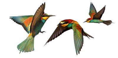 Sticker Tiere mehrfarbige Vögel im Flug