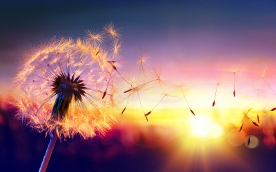 Bild Pusteblume bei Sonnenuntergang