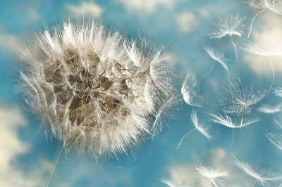 Bild Pusteblumensamen auf blauem Hintergrund