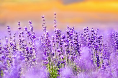 Fototapete Violettes Lavendelfeld