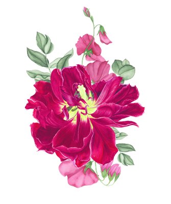Sticker Rosa Tulpen mit Knospen