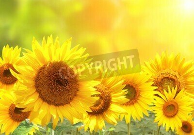 Bild Sonnenblumenfeld auf verschwommenem Hintergrund