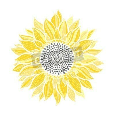 Bild Sonnenblume auf weißem Hintergrund skizziert