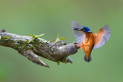 Bild Fliegender Vogel und Natur