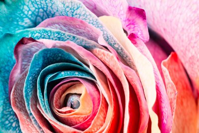 Bild Blumen Bunte Makro