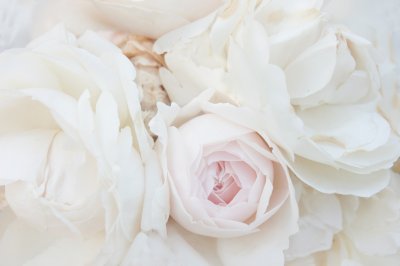 Bild Foto mit weißen Blumen