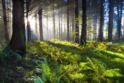 Fototapete Morgendämmerung im Wald, erleuchtet von den Sonnenstrahlen