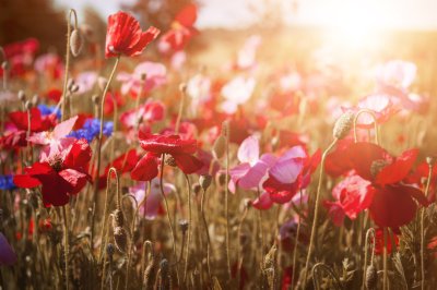 Bild Wiese voller roter Mohnblumen