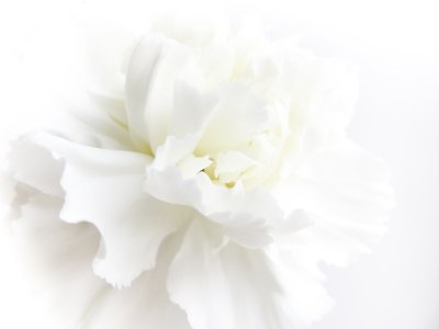 Fototapete Zarte weiße Blütenblätter