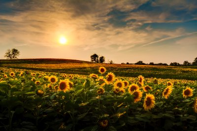 Fototapete Feld mit Sonnenblumen